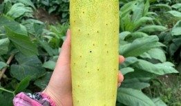 婆手瓜怎么吃,探索家常美味新选择