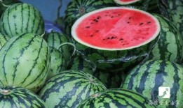 小瓜吃瓜记,揭秘瓜界风云，品味人生百态