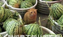没关系吃瓜,尽享瓜田乐趣