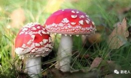 翻滚吧吃瓜菌,揭秘娱乐圈的幕后真相与趣味瞬间