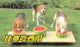 给狗子吃瓜,狗子欢享夏日美味时光