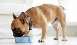 狗子天团天台吃瓜,揭秘娱乐圈幕后风云