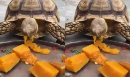 乌龟服吃瓜,一场吃瓜引发的奇幻之旅