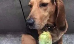 狗狗吃绿贝贝瓜