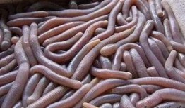 吃瓜必看虫子真面目,吃瓜必看虫子真面目，带你走进昆虫世界