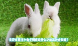 小红兔吃瓜,小红兔的甜蜜瓜果时光