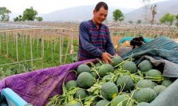 安丰吃瓜,揭秘娱乐圈背后的那些事儿