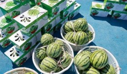 子栖在线吃瓜,揭秘娱乐圈幕后故事