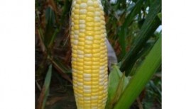 哈密瓜和玉米可以吃吗,健康美味两不误