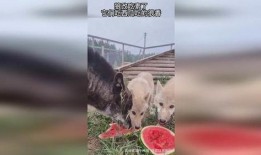 吃瓜狼图片,揭秘动物界的“美食侦探”