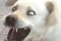 吃瓜魔性表情,揭秘网络狂欢背后的心理奥秘