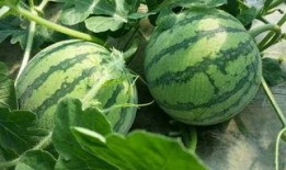 可以吃瓜的名字,探寻那些令人垂涎欲滴的美食传奇