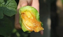 怀孕后期吃羊角瓜,营养美味两不误