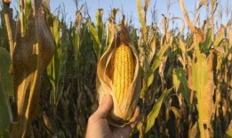 哈密瓜和玉米可以吃吗,健康美味两不误