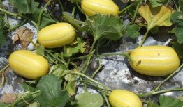 来号可以吃小白瓜,尽享小白瓜美味