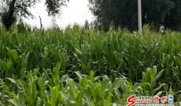 梦见吃绿色的小瓜,绿色小瓜的神秘启示