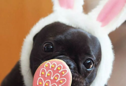 法斗吃瓜完整视频,萌宠欢乐时光大盘点