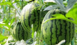 吃瓜吃最真的瓜,吃瓜群众最真实的瓜料大公开