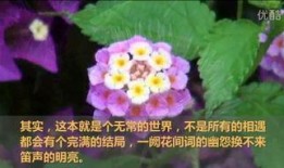 看花和吃瓜朗诵配乐,看花吃瓜的视听盛宴