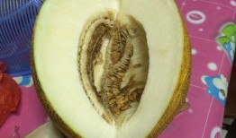 吃哈密瓜白色肉怎么说,口感独特的美味探索