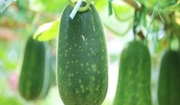 立秋吃瓜好处,养生保健好时节