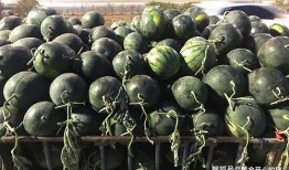 小麦子吃瓜,一场田园美食之旅