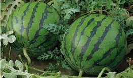 浅谈吃瓜,轻松解读社会热点