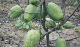 吃大树瓜,畅享大树瓜的清凉美味之旅