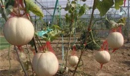 吃瓜偷乐,揭秘娱乐圈幕后趣闻