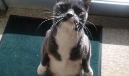 动漫猫吃瓜头像,动漫猫吃瓜头像背后的趣味故事