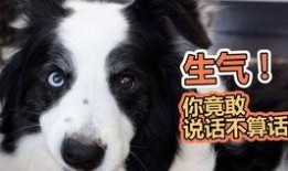 吃瓜狗卡住,一场意外引发的宠物救援大作战