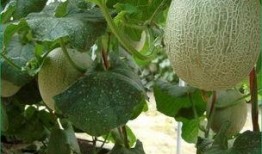 运动后吃哈密瓜,补充能量，恢复活力的完美选择