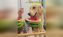 小狗可以吃瓜