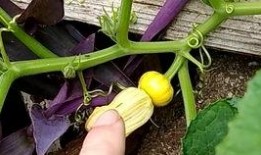 花组吃瓜,揭秘娱乐圈背后的那些事儿