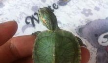 小乌龟吃黄色瓜,小乌龟的黄色瓜之旅