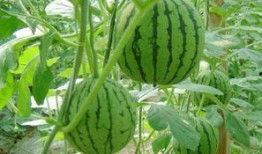 小孩削水果吃瓜