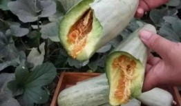 吃茄瓜要削皮吗,营养与口感大揭秘