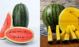 中班社会瓜瓜吃瓜,中班社会生活趣事记