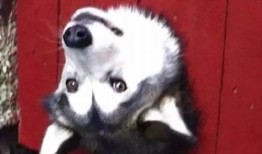 吃瓜狗卡住,一场意外引发的宠物救援大作战