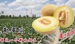 吃蜜瓜尿频