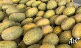 吃瓜线下体验,带你走进线下娱乐新天地