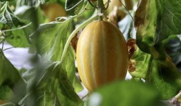 延庆吃瓜,探寻京郊特色美食之旅