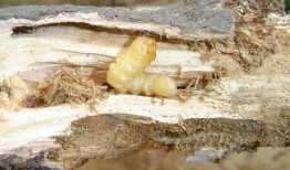 吃瓜必看虫子真面目,吃瓜必看虫子真面目，带你走进昆虫世界