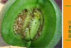 二达子吃瓜,揭秘娱乐圈幕后故事