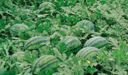 梁山吃瓜图片高清,高清吃瓜图揭秘江湖风云