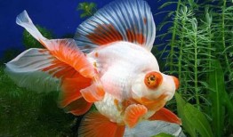 记者金鱼事件吃瓜,记者意外成瓜，揭秘娱乐圈幕后真相