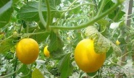 吃伊丽莎白瓜嘴麻,吃后嘴麻成新潮流