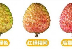 荔枝吃瓜的视频,揭秘网红美食背后的故事