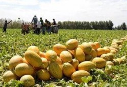 大漠马帮吃哈密瓜,穿越沙漠的甜蜜之旅