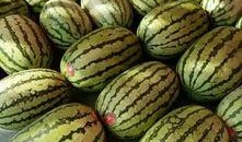 来成都吃瓜,来成都，吃瓜也成了一种享受